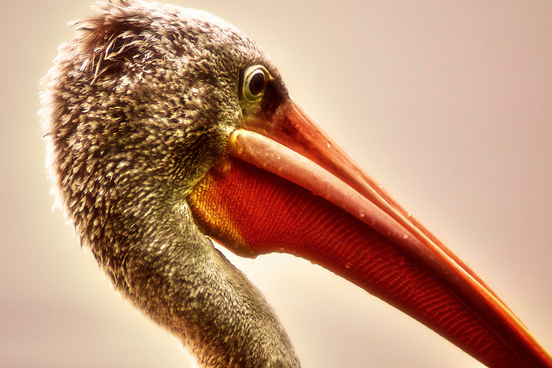 Muppet with Long Hooked Beak